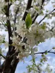 高家寺の自然