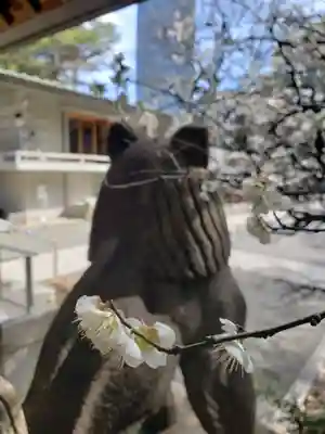 乃木神社の狛犬