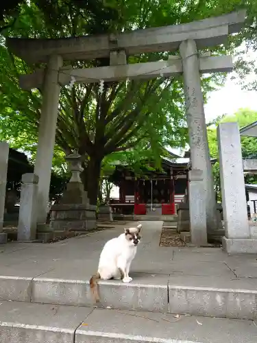 小金八坂神社の{uncategorized: "未分類", other: "その他", undefined: "問題あり", building: "その他建物", grave: "お墓", sacred_gate: "鳥居", guardian: "狛犬", statue: "像", buddha: "仏像", history: "歴史", nature: "自然", garden: "庭園", animal: "動物", pagoda: "塔", temizu: "手水舎", mountain_gate: "山門・神門", sanctuary: "本殿・本堂", subordinate: "末社・摂社", art: "芸術", scenery: "景色", jizo: "地蔵", ema: "絵馬", goshuin: "御朱印", omikuji: "おみくじ", items: "授与品その他", amulet: "お守り", goshuincho: "御朱印帳", eats: "食事", festival: "お祭り", votive_dance: "神楽", shichigosan: "七五三参", wedding: "結婚式", experience: "体験その他", initially: "初詣", around: "周辺", anti_infection: "感染症対策"}