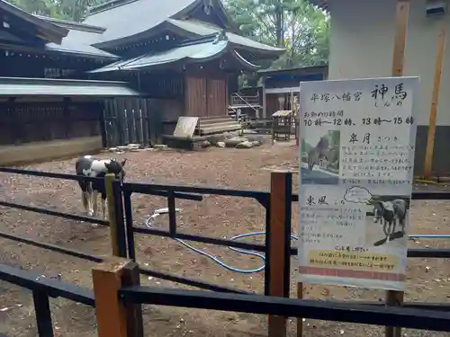平塚八幡宮の動物