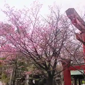 彌彦神社 (伊夜日子神社)の自然(2024年04月21日(日) 09時22分50秒投稿)