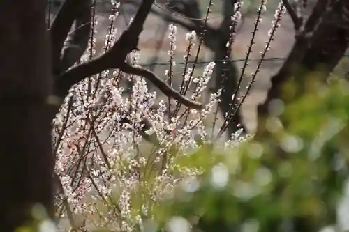 鹿島大神宮の自然