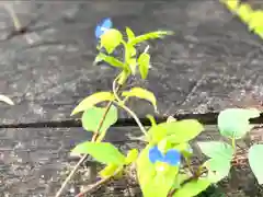 古町豊受大神宮の自然