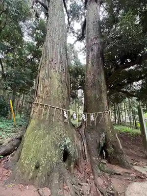 日吉神社(千葉県)