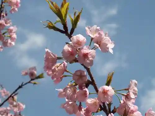 近江神宮の自然
