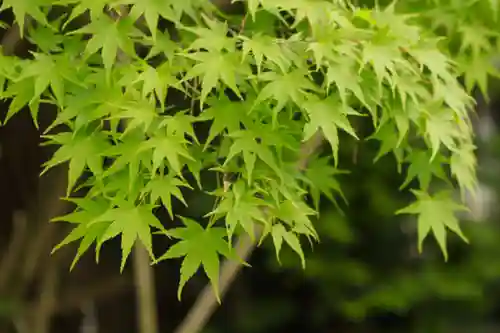鍬山神社(京都府)