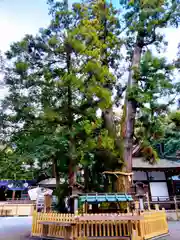 大神神社(奈良県)