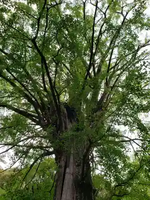 赤坂氷川神社(東京都)