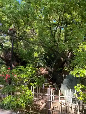 浜松八幡宮(静岡県)