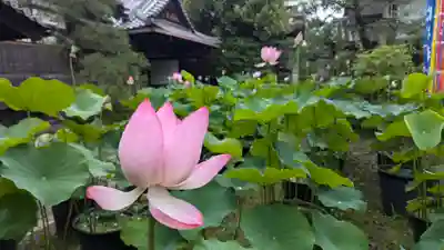 行願寺（革堂）(京都府)