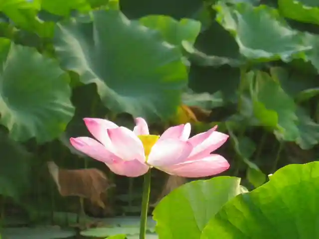 鶴岡八幡宮の自然