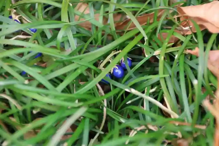 鹿島大神宮の自然