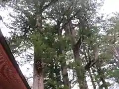 日光二荒山神社の自然