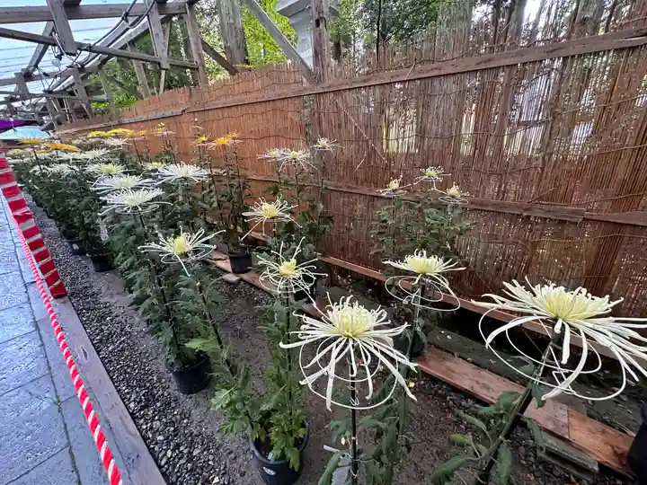 彌彦神社(新潟県)