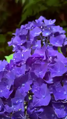 柳谷観音　楊谷寺(京都府)