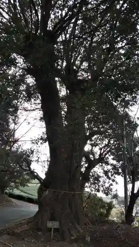 加茂神社の自然