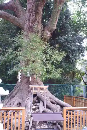 和泉國一之宮　大鳥大社(大阪府)