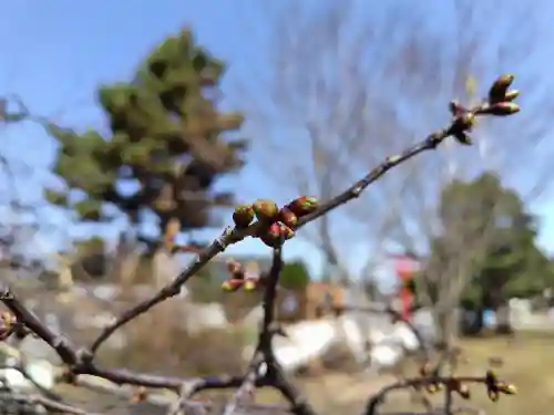 美瑛神社の自然