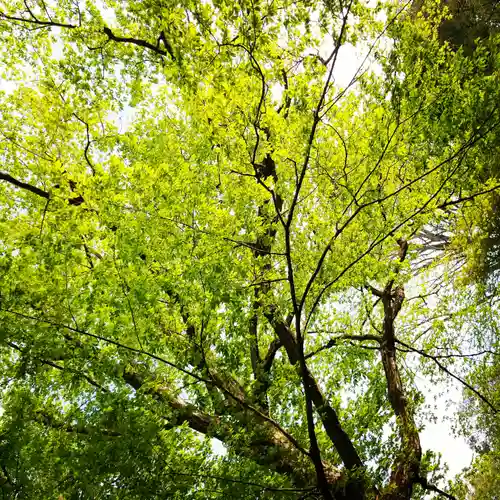 小金井神社の自然