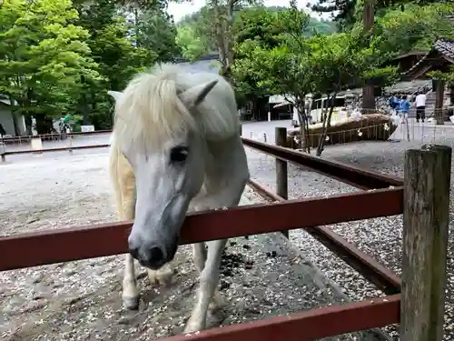 丹生川上神社（下社）の動物