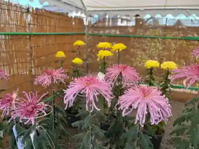 高麗神社(埼玉県)