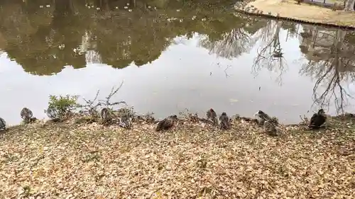 菊田神社の動物