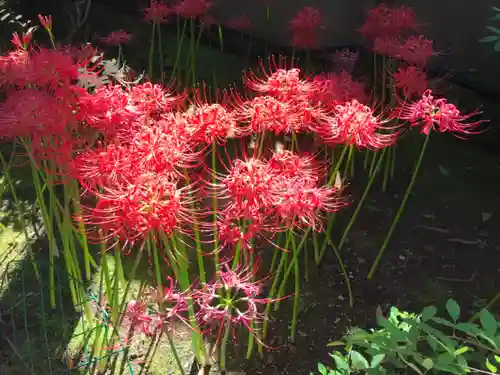 龍眼寺（萩寺）の自然