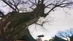 尾張大國霊神社（国府宮）の自然