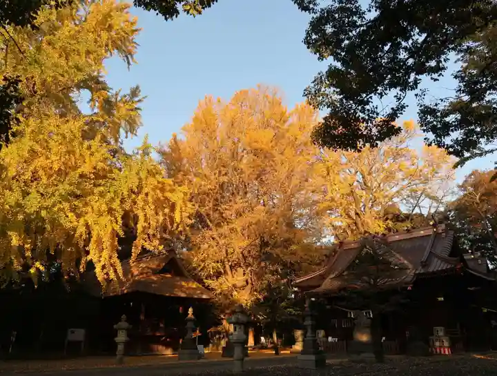 玉敷神社の自然