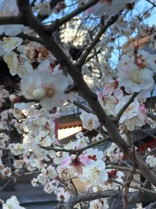 花園神社の自然