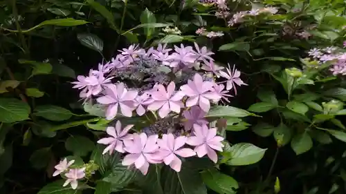 二本松寺の自然