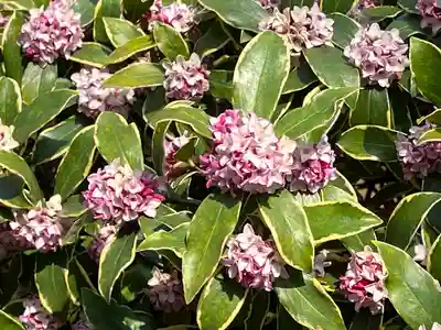 新井薬師（梅照院）(東京都)