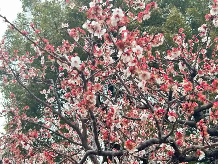 湯島天満宮(東京都)
