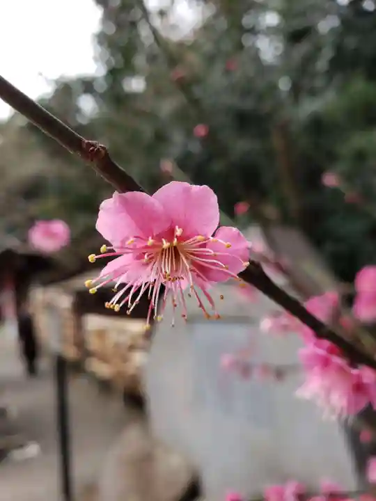 乃木神社(東京都)