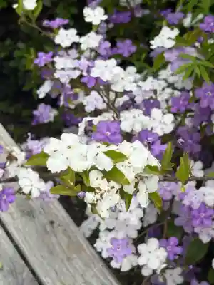 璉珹寺(奈良県)
