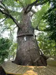 新熊野神社(京都府)