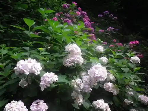 御霊神社の自然