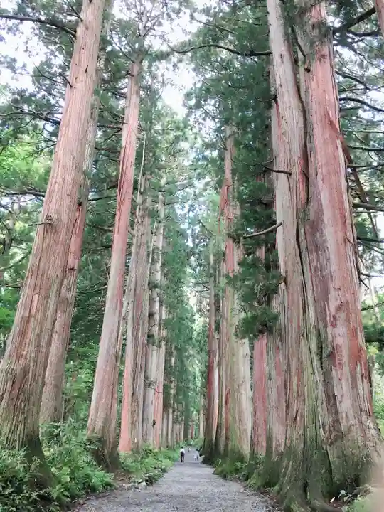 戸隠神社奥社の自然