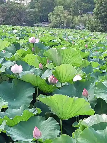 寛永寺不忍池弁天堂の自然