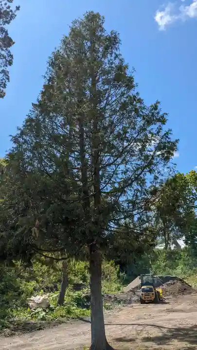 龍神社(美幌神社)の自然