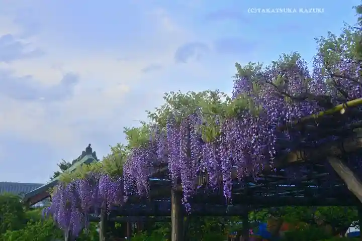 亀戸天神社(東京都)