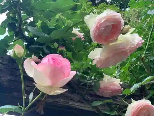 曽我浅間神社の自然