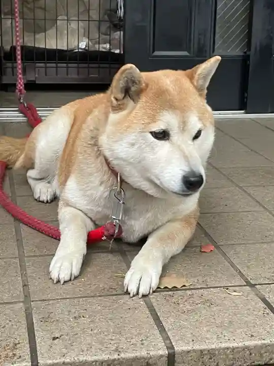 笠䅣稲荷神社の{uncategorized: "未分類", other: "その他", undefined: "問題あり", building: "その他建物", grave: "お墓", sacred_gate: "鳥居", guardian: "狛犬", statue: "像", buddha: "仏像", history: "歴史", nature: "自然", garden: "庭園", animal: "動物", pagoda: "塔", temizu: "手水舎", mountain_gate: "山門・神門", sanctuary: "本殿・本堂", subordinate: "末社・摂社", art: "芸術", scenery: "景色", jizo: "地蔵", ema: "絵馬", goshuin: "御朱印", omikuji: "おみくじ", items: "授与品その他", amulet: "お守り", goshuincho: "御朱印帳", eats: "食事", festival: "お祭り", votive_dance: "神楽", shichigosan: "七五三参", wedding: "結婚式", experience: "体験その他", initially: "初詣", around: "周辺", anti_infection: "感染症対策"}