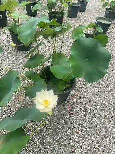 元興寺(奈良県)