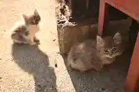 若宮神社(大松若宮八幡社)(愛媛県)