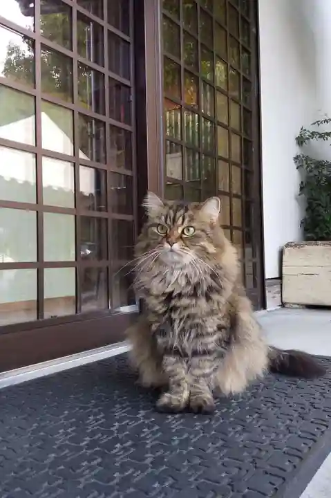 御誕生寺(猫寺)の動物