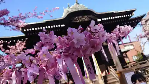 桜神宮の自然