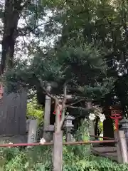 稲荷神社の自然