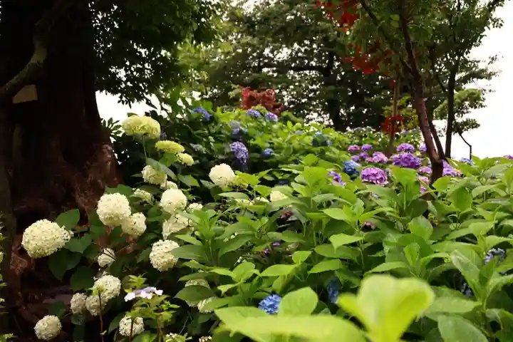 白山神社(東京都)