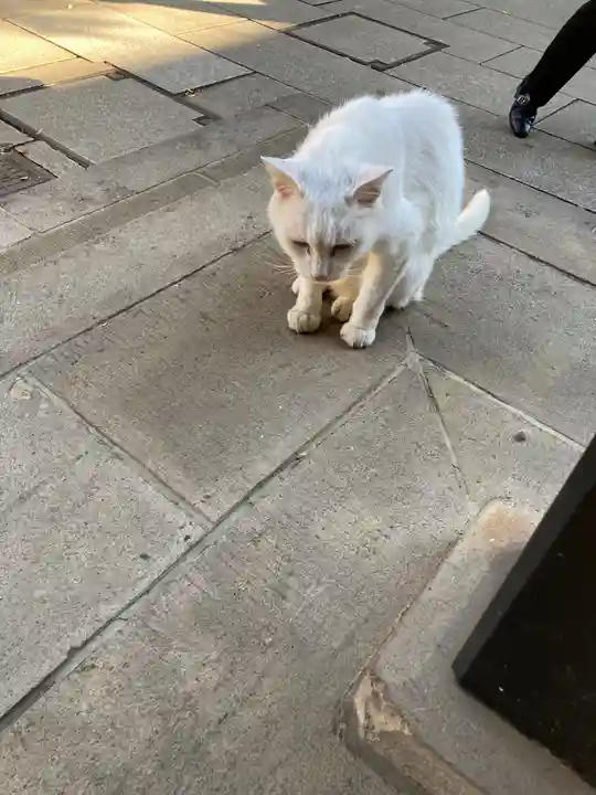 愛宕神社の動物